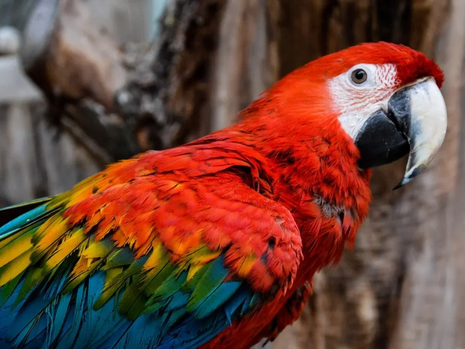 Amazon, macaw