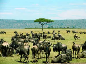 Wildebeest migration, Kenya, Tanzania