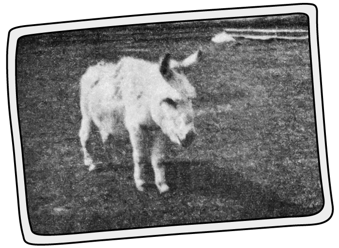 Dillon was the first member of the Isle of Wight Donkey Sanctuary in 1987
