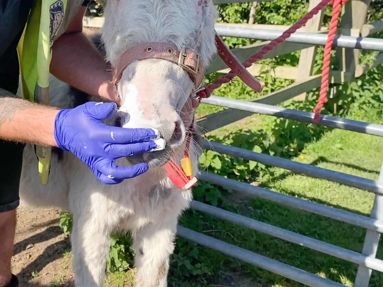 Filta Bac being applied to a donkey's nose at the Isle of Wight Donkey Sanctuary