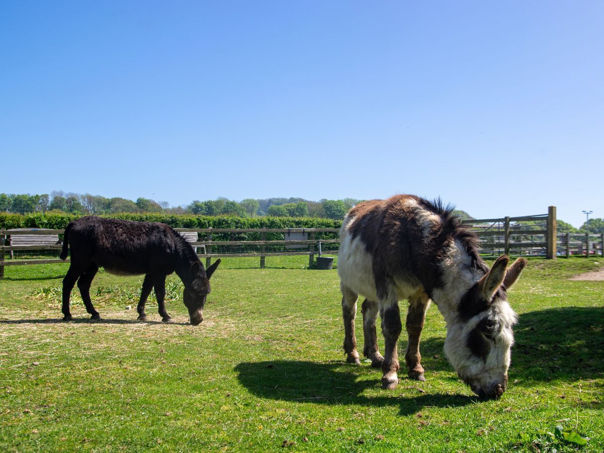 Two donkeys are grazing in a grassy field.