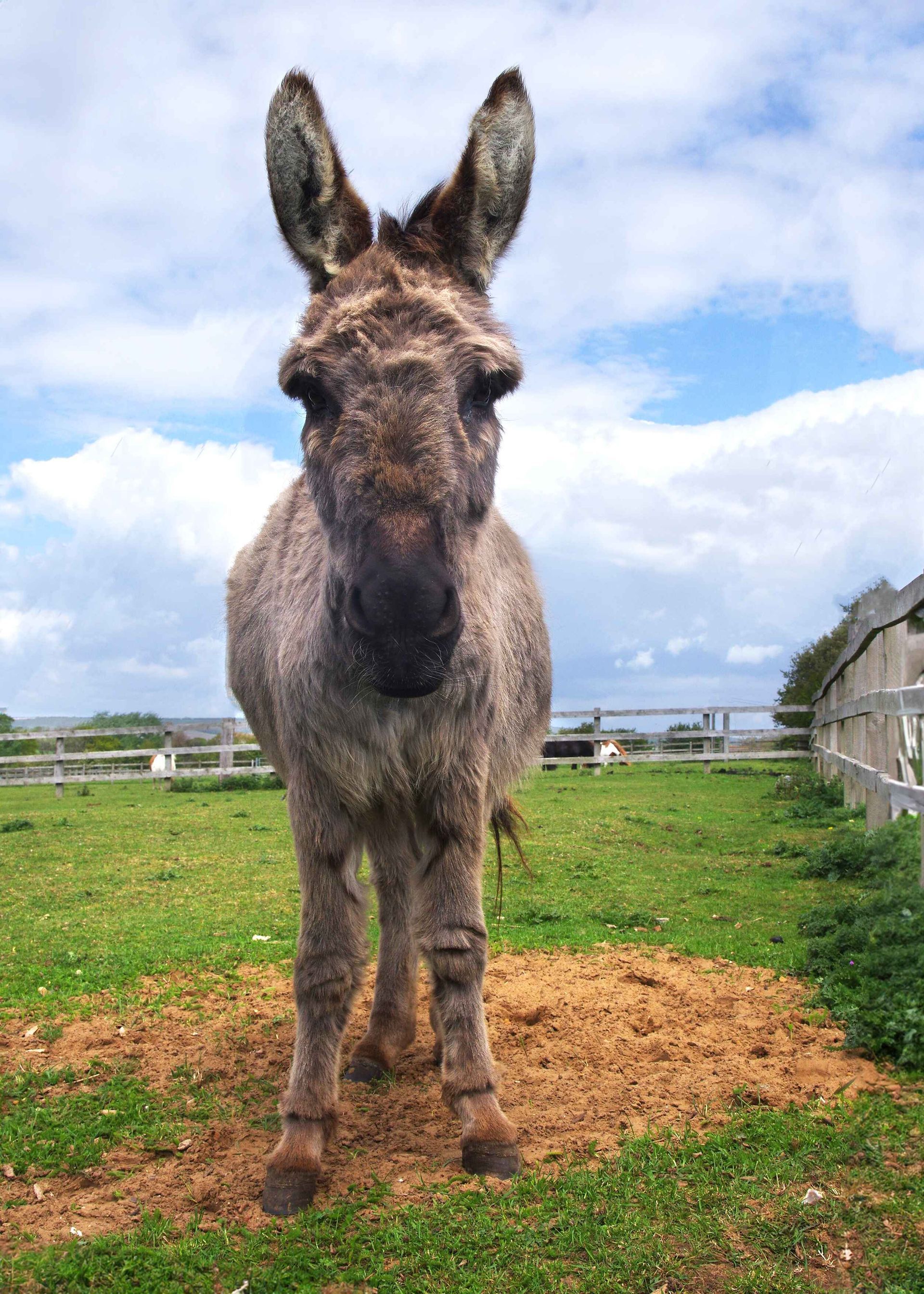A donkey is standing in a grassy field and looking at the camera.