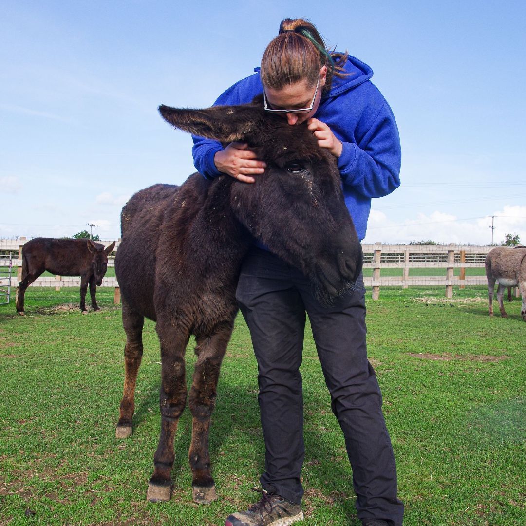 Supporting our donkeys, image of a staff member at the Isle of Wight Donkey Sanctuary cuddling a donkey