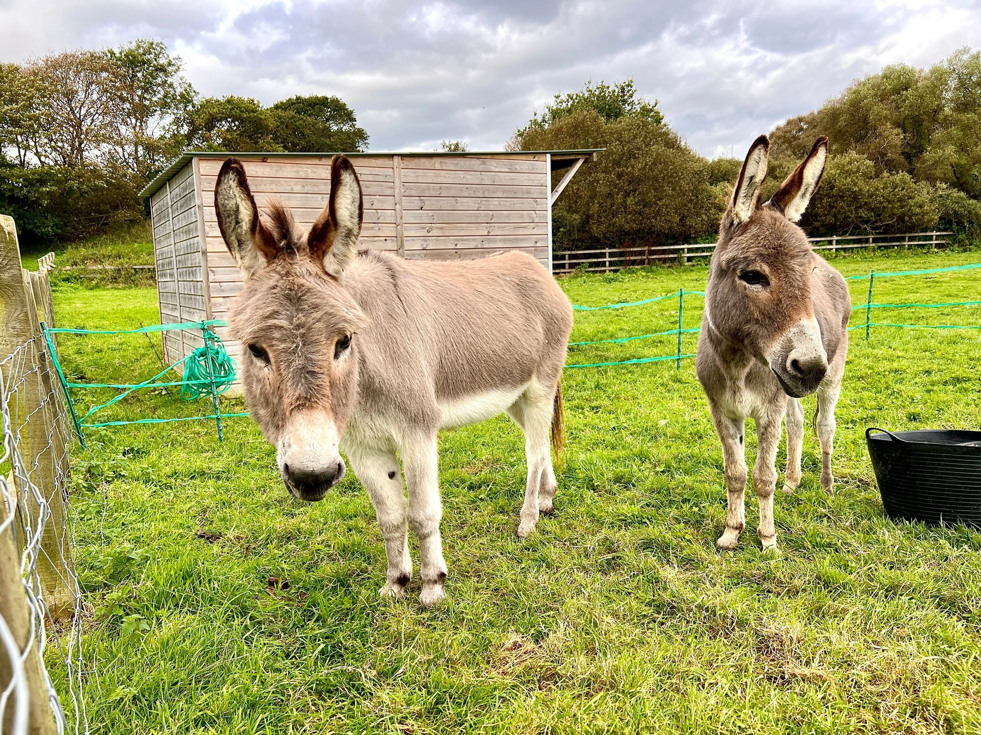 Two donkeys stood in a field with shelter behind them