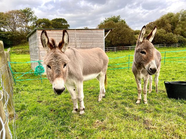 hahahahahaha - Picture of The Isle of Wight Donkey Sanctuary - Tripadvisor