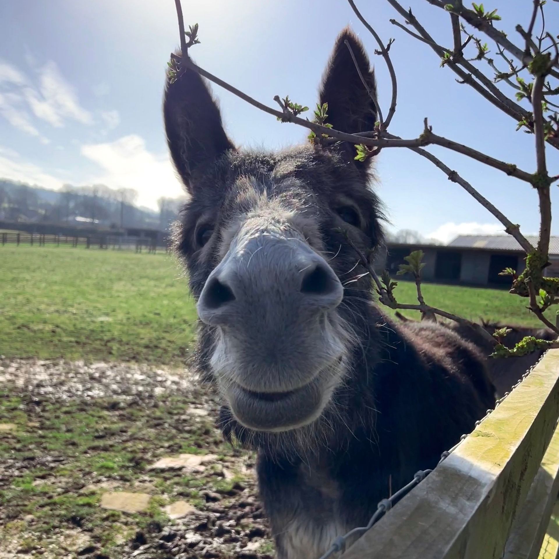 Fun happy donkey who would like to yo visit the Isle of Wight Donkey Sanctuary to learn about the lives of our donkeys