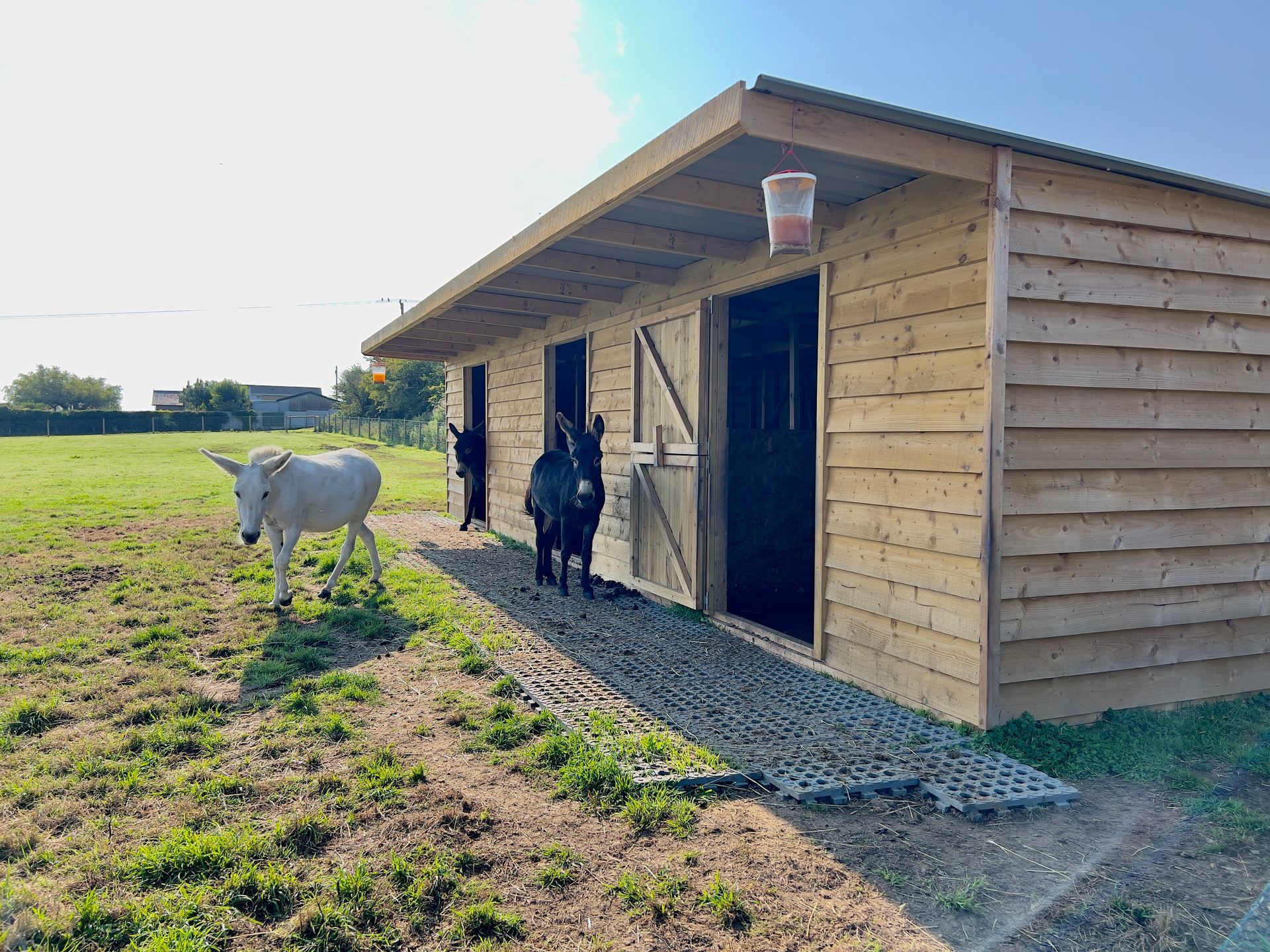 A field shelter in a paddock with a white donkey and a brown donkey looking towards the camera