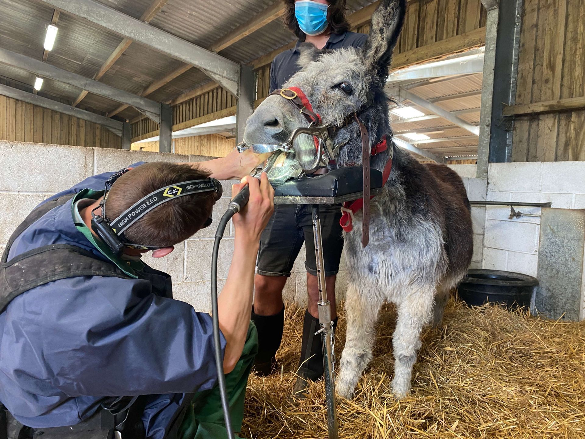 Donkey having some dentist work done at the Isle of Wight Donkey Sanctuary