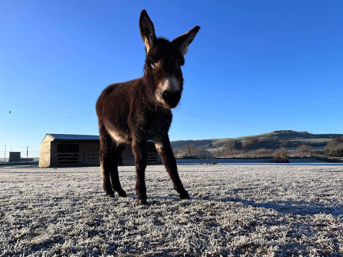 Brown donkey standing in a field of frosty grass