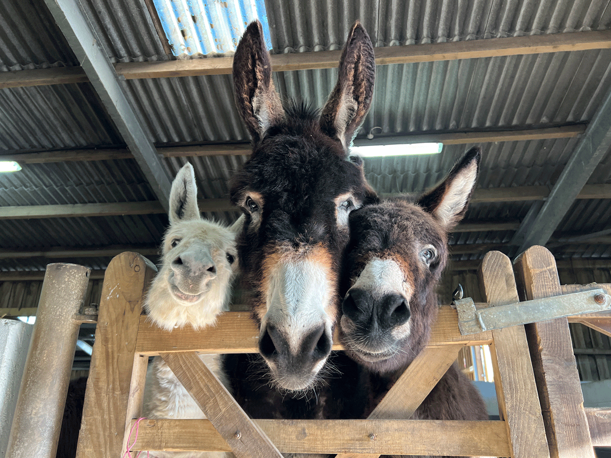 Three donkeys with their heads over a gate