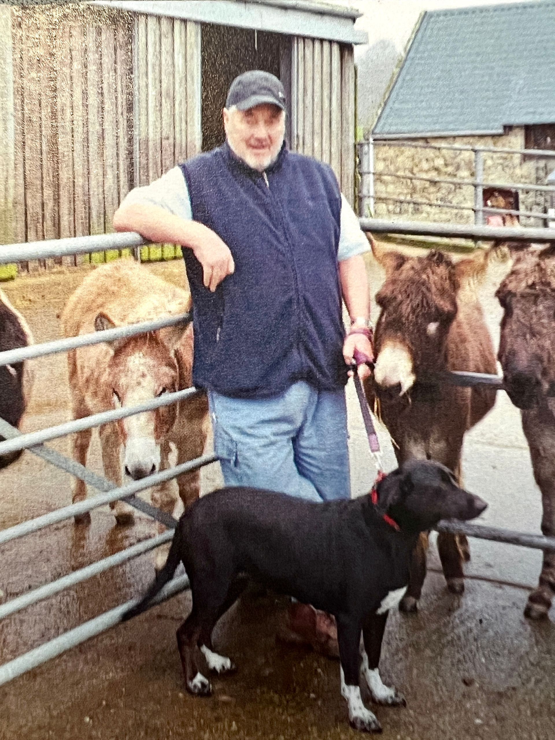 man standing with a dog in front of gate with donkeys behind
