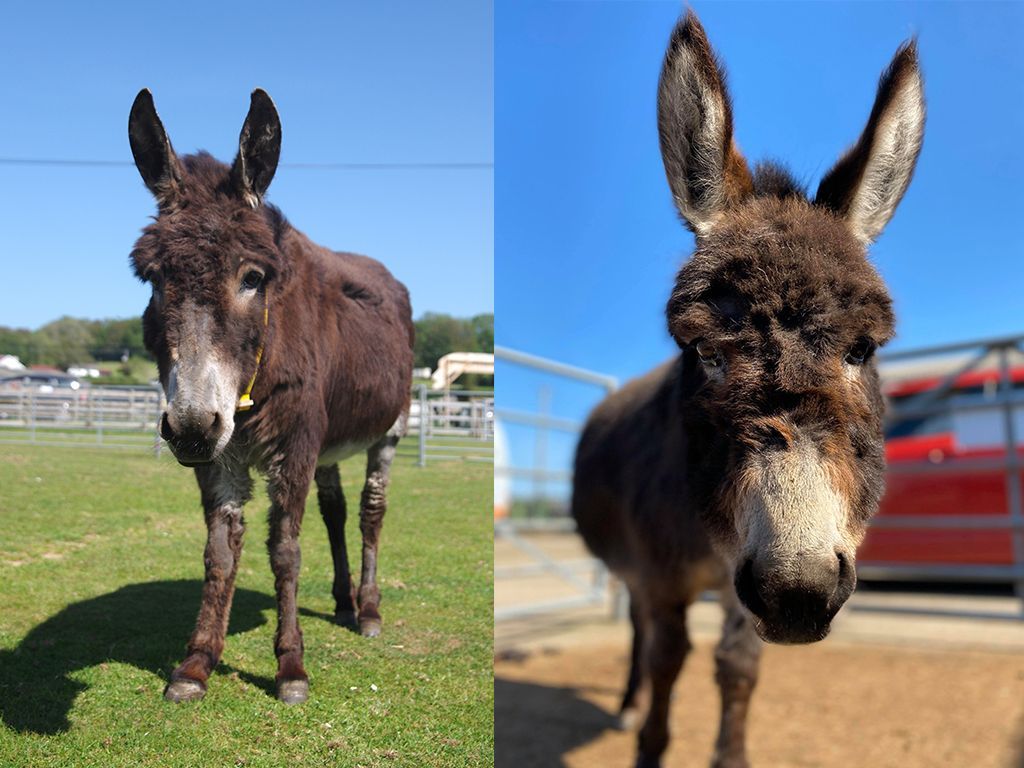 Two brown donkeys at the Isle of Wight Donkey Sanctuary