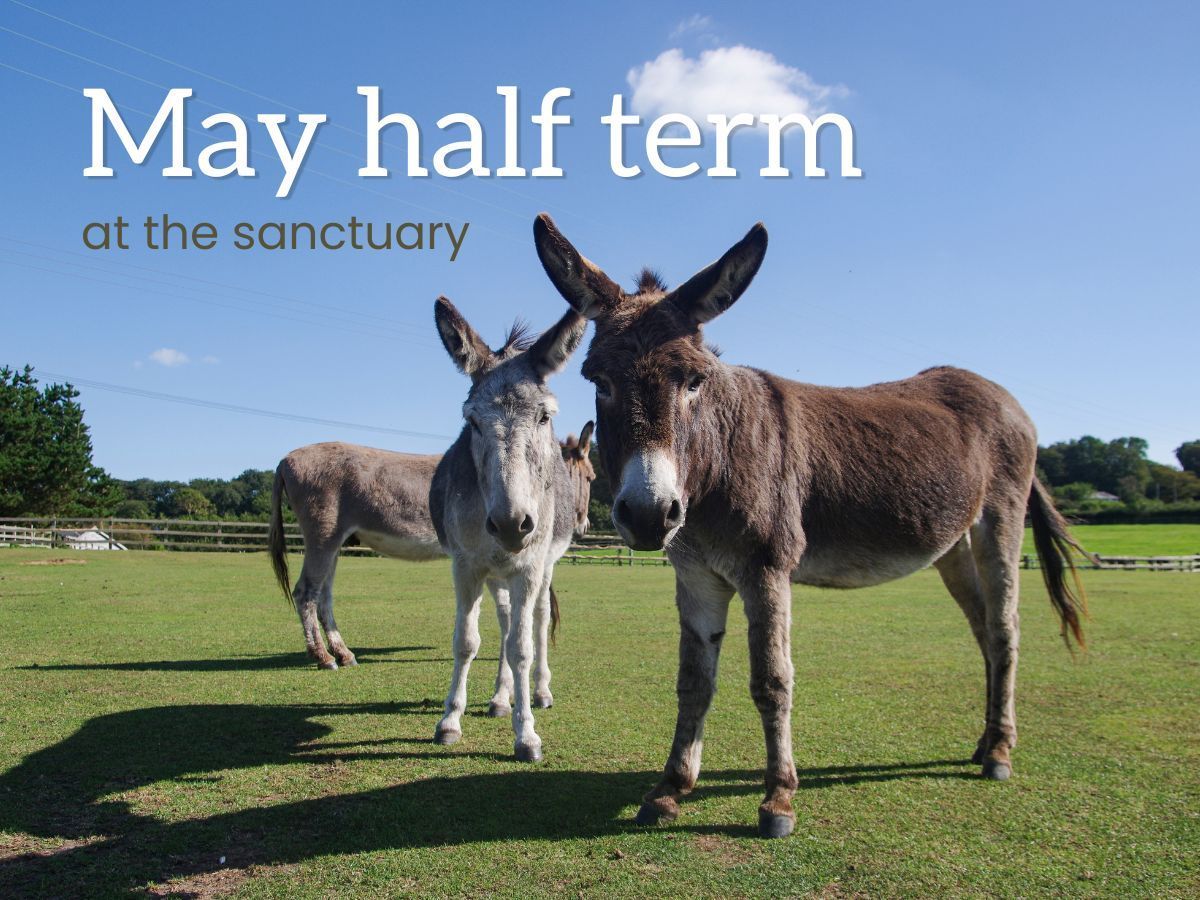 donkeys standing in a paddock looking at the camera
