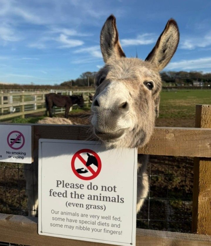 A donkey looks over a fence with his face resting on a 'do not feed the animals' sign