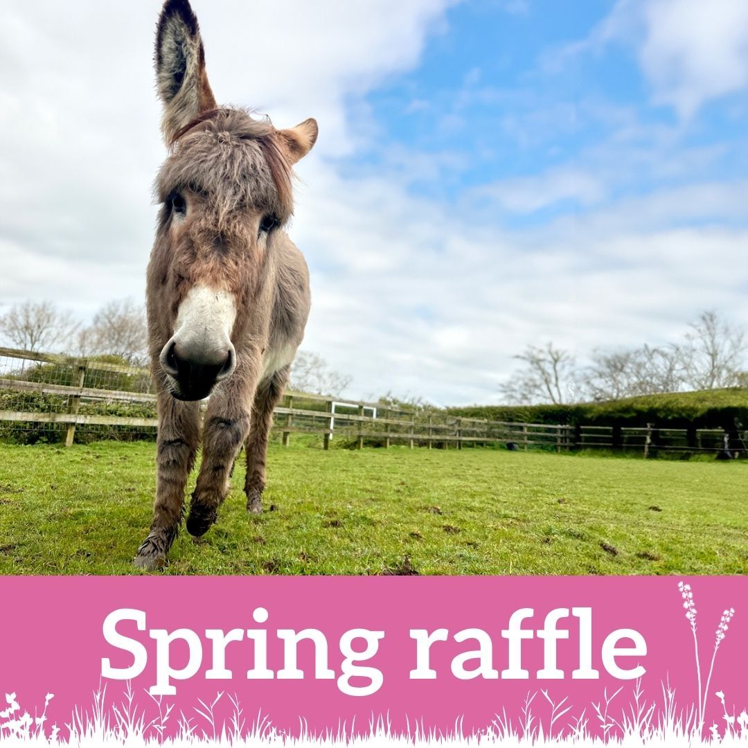 Grey donkey in a field looking at the camera with the words spring raffle underneath