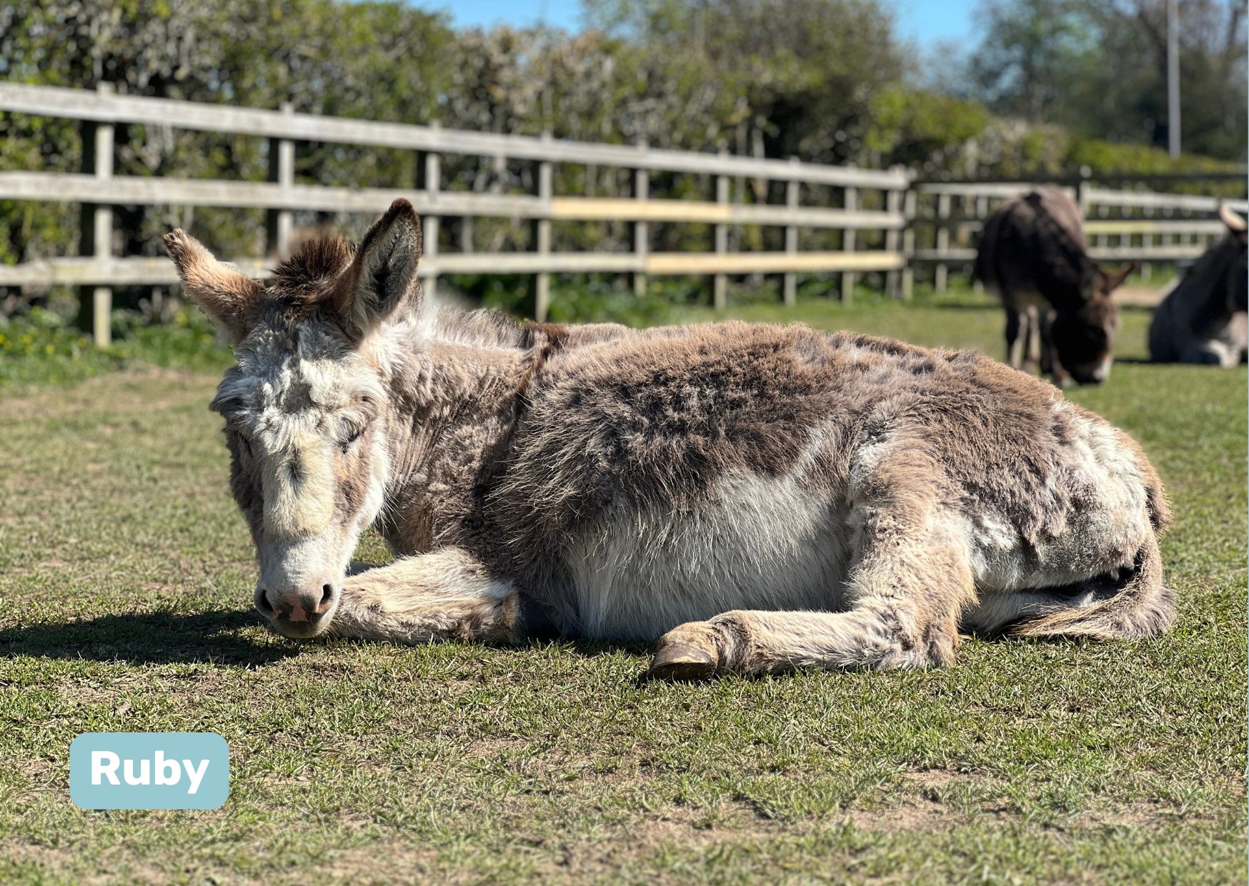 Donkey laying down in a field with some fencing in the background