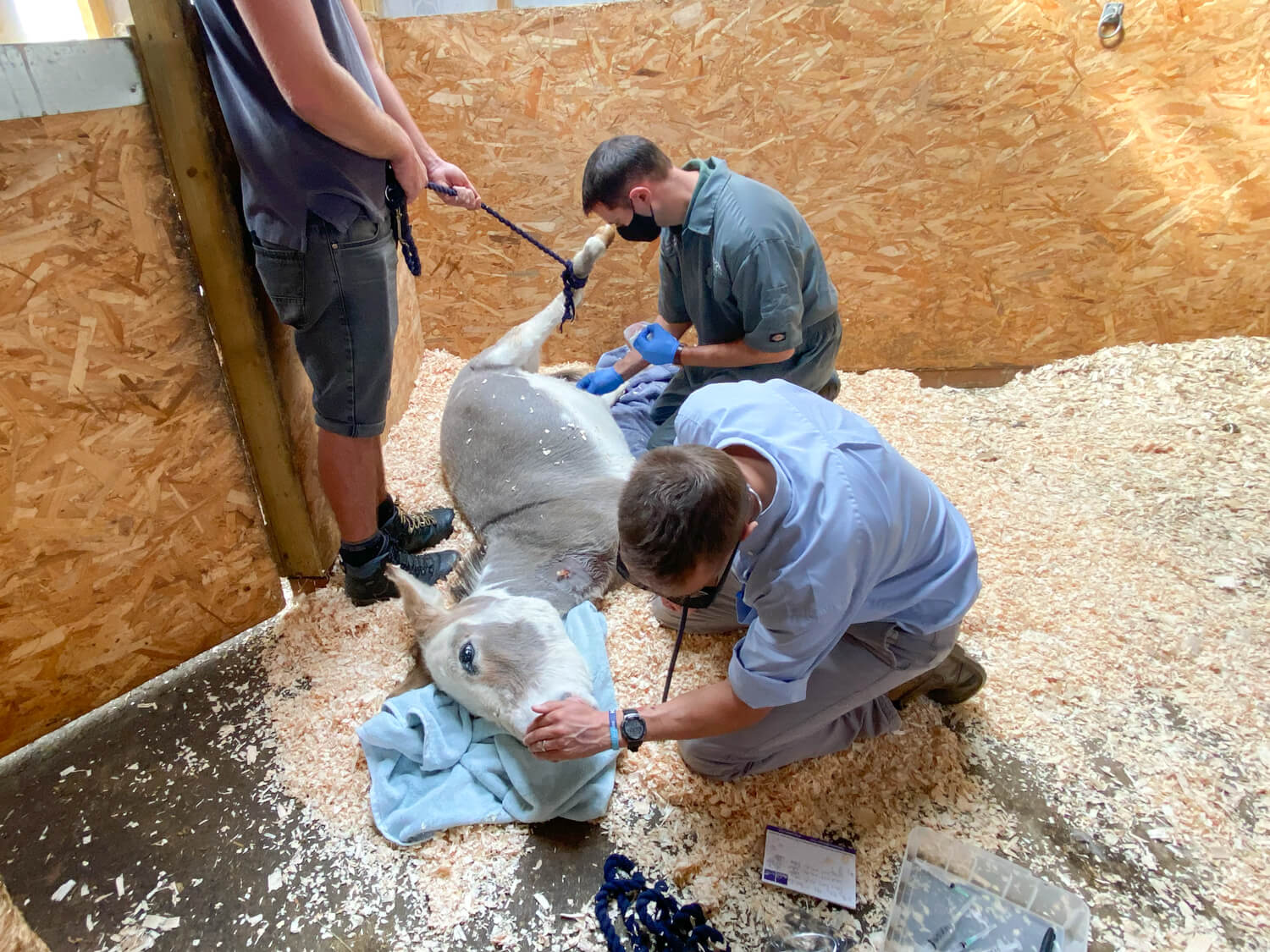Donkey sedated to have some sarcoids removed at the Isle of Wight Donkey Sanctuary