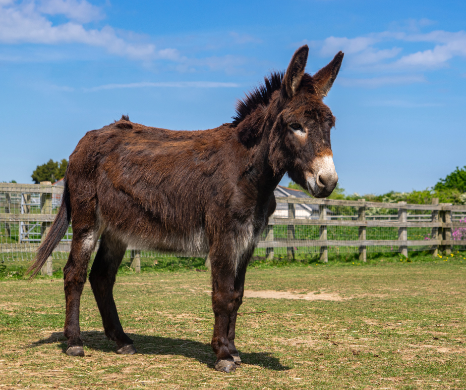 Brown donkey standing in a field with a fence running along the background