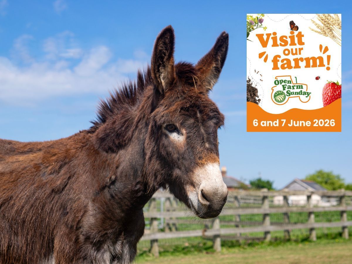 A dark brown donkey, side on looking at the camera