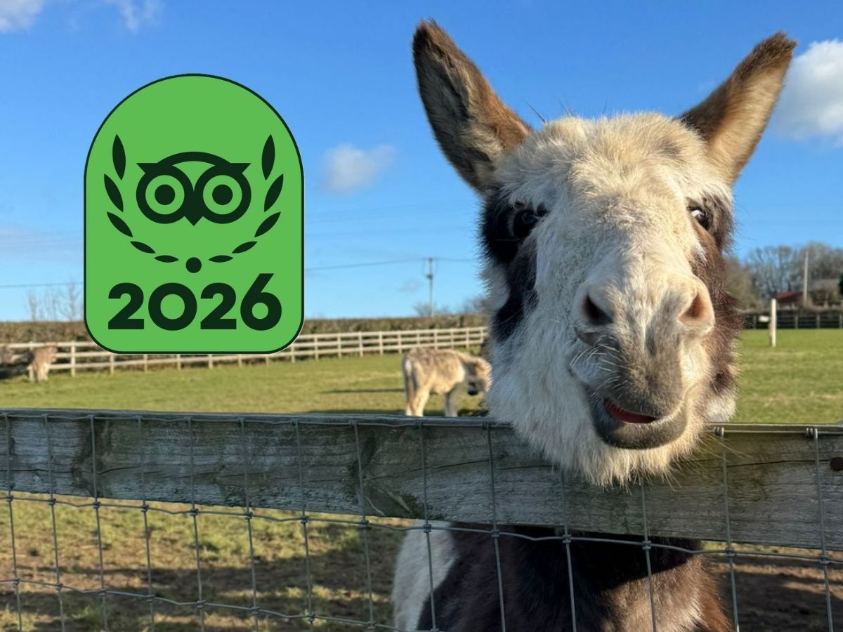 A donkey looking over a fence