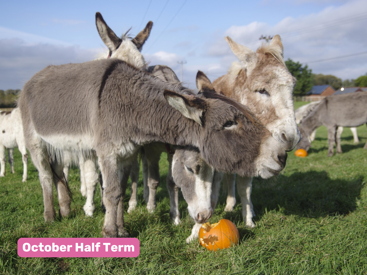 donkeys in a field eating pumpkins