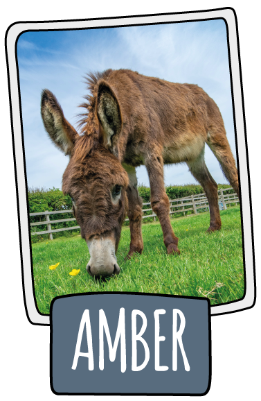Amber the donkey at the Isle of Wight Donkey Sanctuary