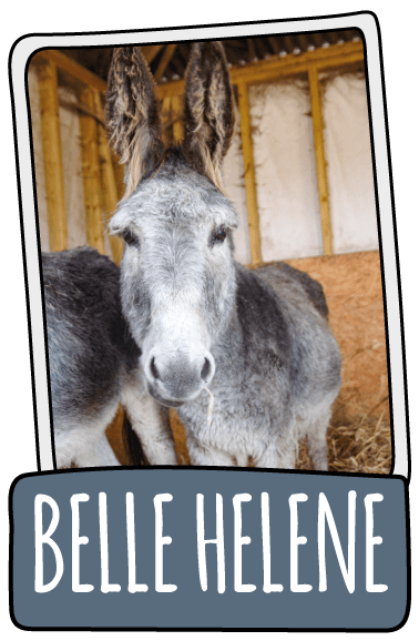 Belle Helene the donkey at the Isle of Wight Donkey Sanctuary