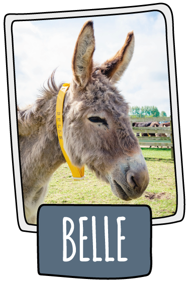 Belle the donkey at the Isle of Wight Donkey Sanctuary