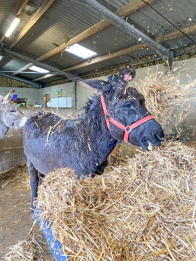 Blakey likes to throw straw in the air when a new bundle arrives at the Isle of Wight Donkey Sanctuary!