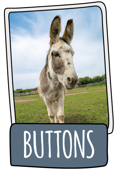 Buttons the donkey at the Isle of Wight Donkey Sanctuary
