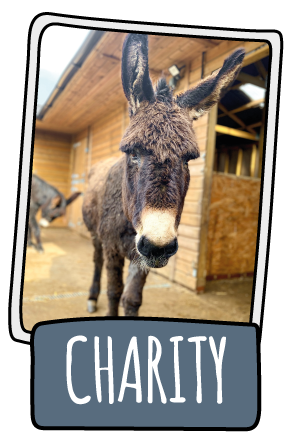 Charity the donkey at the Isle of Wight Donkey Sanctuary
