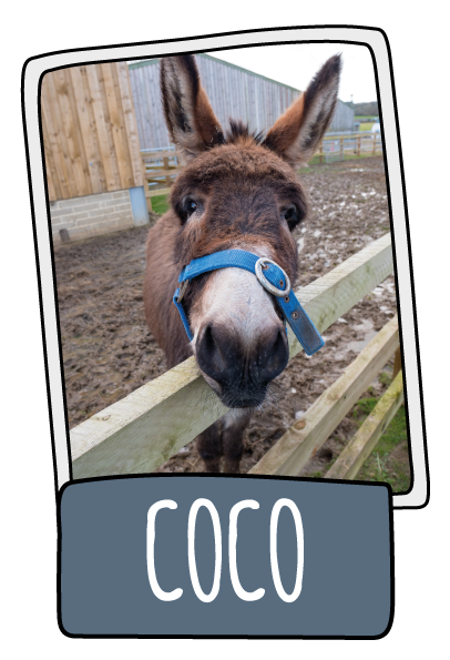Coco the donkey at the Isle of Wight Donkey Sanctuary