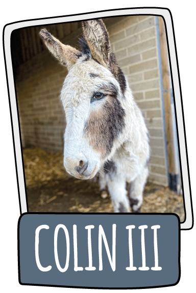 Colin III  the donkey at the Isle of Wight Donkey Sanctuary