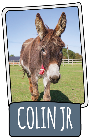 Colin Jr the donkey at the Isle of Wight Donkey Sanctuary