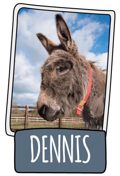 Dennis the donkey at the Isle of Wight Donkey Sanctuary