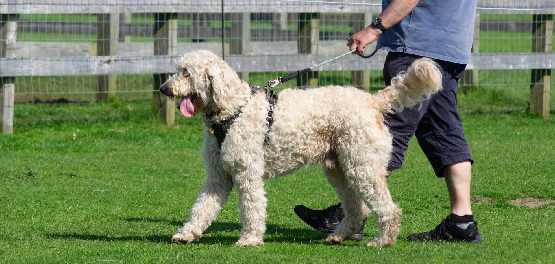 A fluffy, cream-colored dog on a leash walks on green grass. A person walks next to the dog.