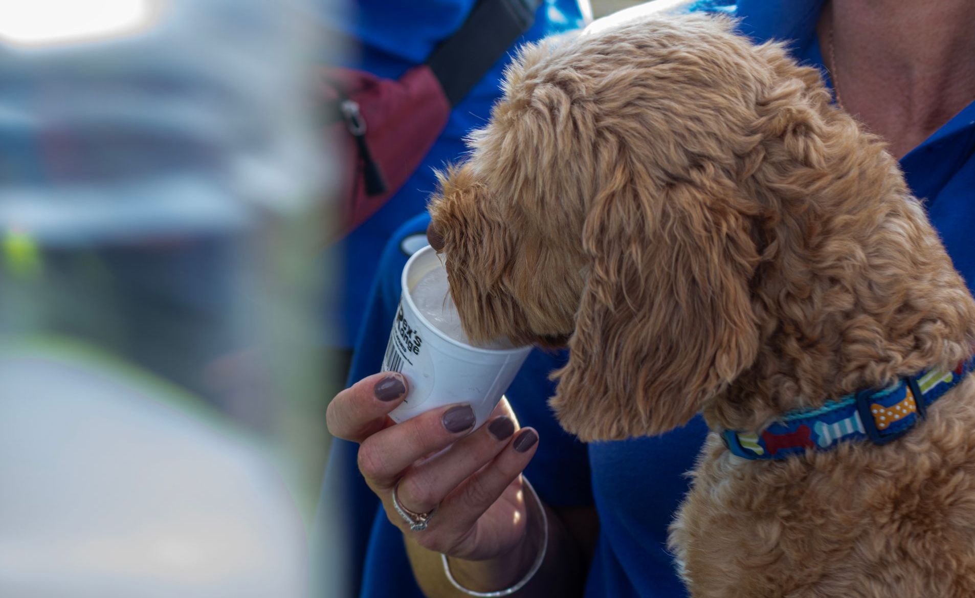 A fluffy, light-brown dog drinks from a white paper cup held by a person in a blue shirt.