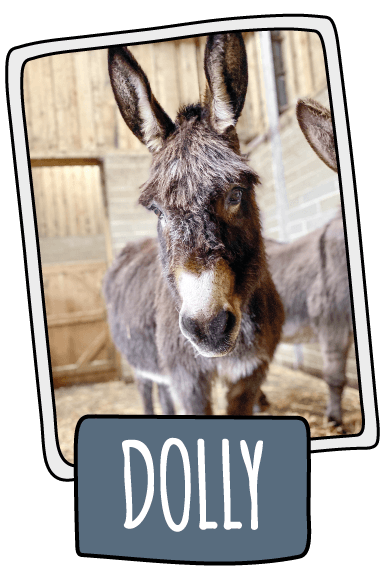 Dolly the donkey at the Isle of Wight Donkey Sanctuary