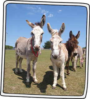hahahahahaha - Picture of The Isle of Wight Donkey Sanctuary - Tripadvisor