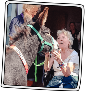 Our donkeys provide sensory experiences for residential homes or people with special needs