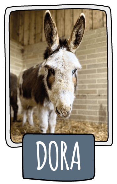 Dora the donkey at the Isle of Wight Donkey Sanctuary