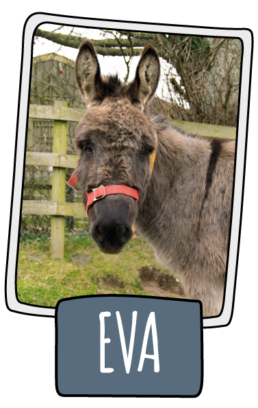 Eva the donkey at the Isle of Wight Donkey Sanctuary