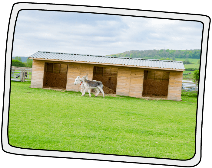 The Isle of Wight Donkey Sanctuary's first field shelter was built in 2015