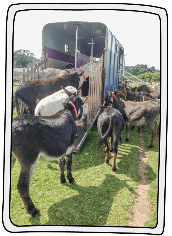 Donkeys looking at the horsebox or donkey bus at the Isle of Wight Donkey Sanctuary