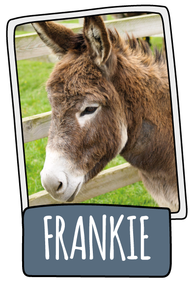 Frankie the donkey at the Isle of Wight Donkey Sanctuary