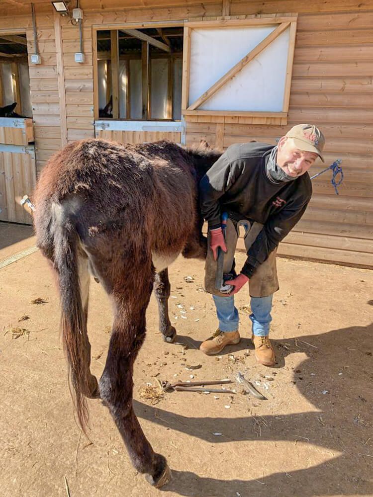 Donkey having their hooves trimmed by a farrier at the Isle of Wight Donkey Sanctuary