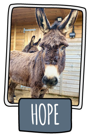 Hope the donkey at the Isle of Wight Donkey Sanctuary