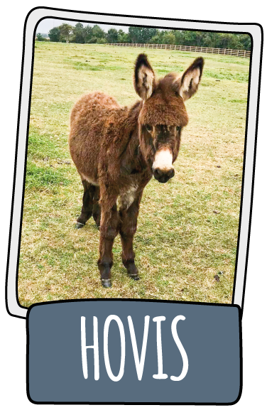 Hovis the donkey at the Isle of Wight Donkey Sanctuary
