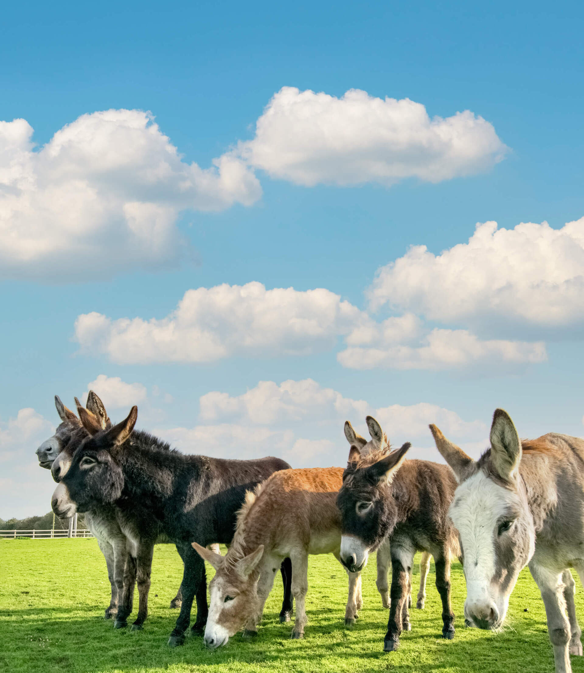 A group of donkeys in a grass field with blue sky and clouds