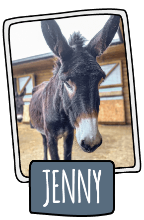 Jenny the donkey at the Isle of Wight Donkey Sanctuary